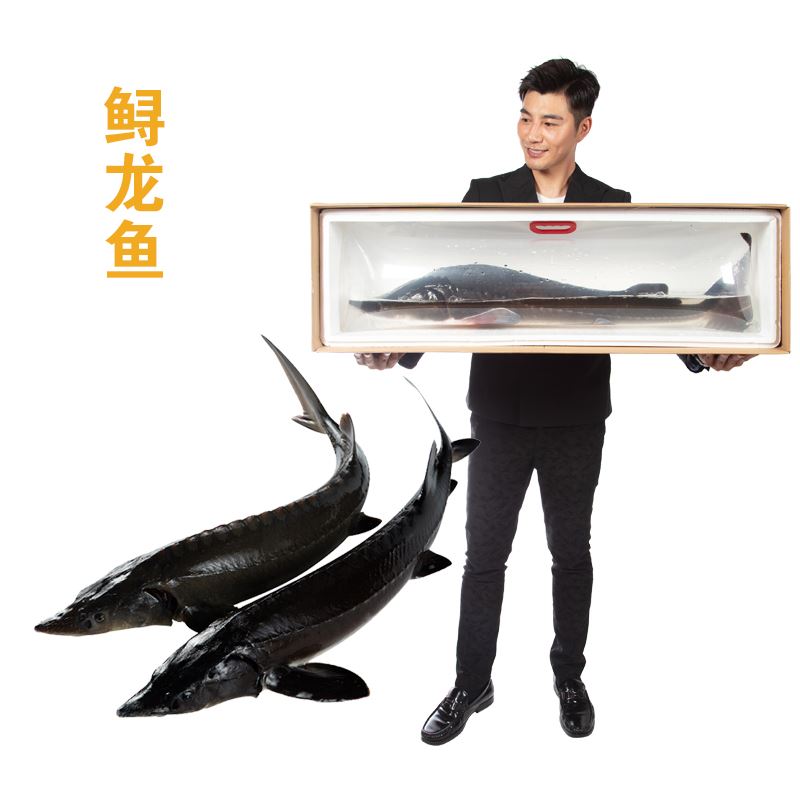鲜活鲟龙鱼3.5-4.5斤1条