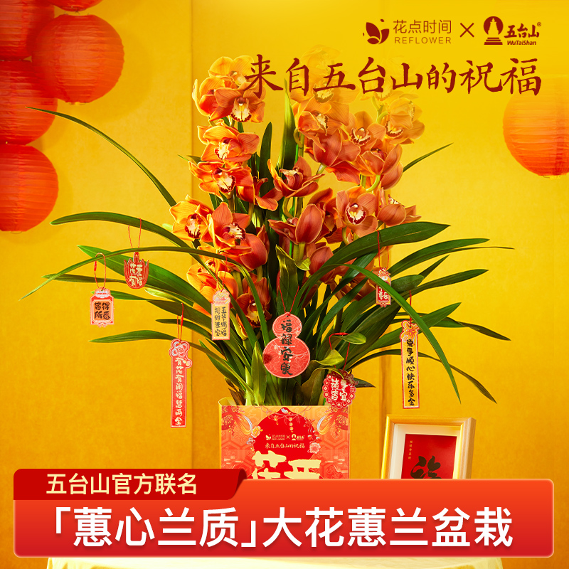 花點(diǎn)時(shí)間（reflower）花開(kāi)如意-大花蕙蘭