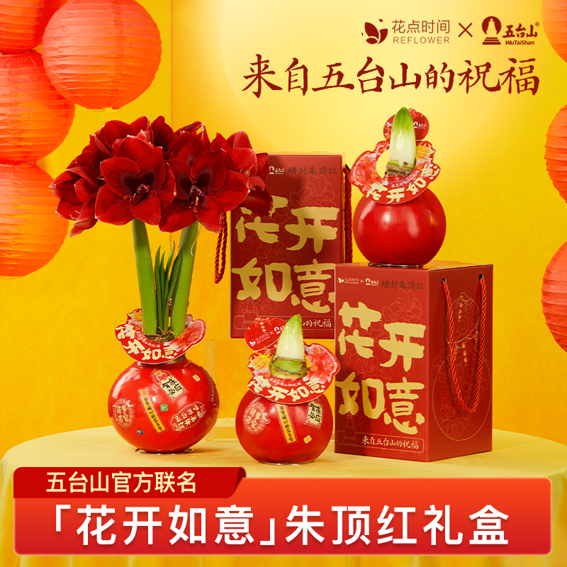 花點(diǎn)時(shí)間（reflower）花開(kāi)如意-朱頂紅臘球